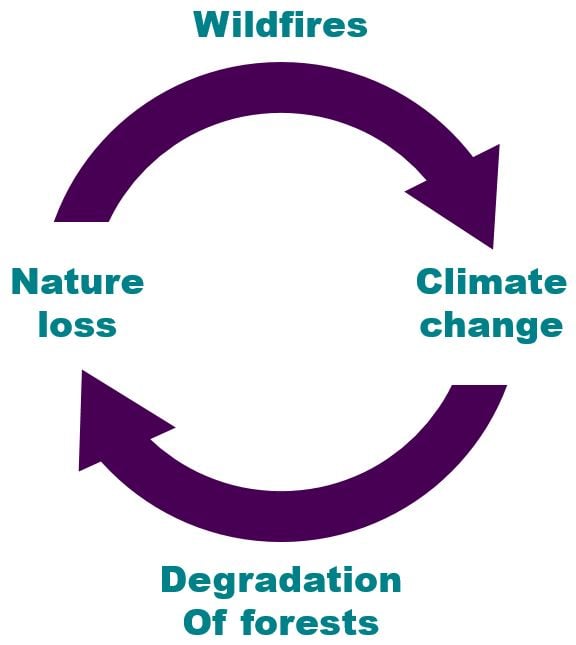 Feedback loop for deforestation graphic